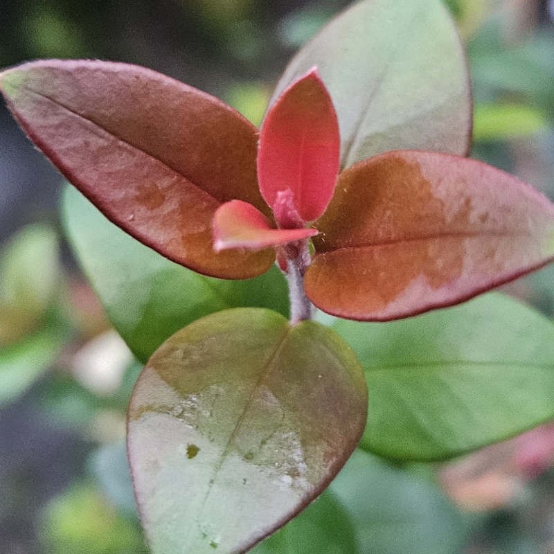 Ugni molinae 'Red Devil' - coppery-red young leaves
