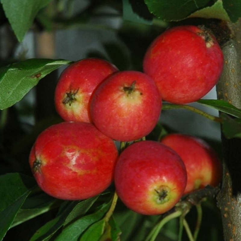 Malus x 'Pink Glow' - masses of fruit in autumn