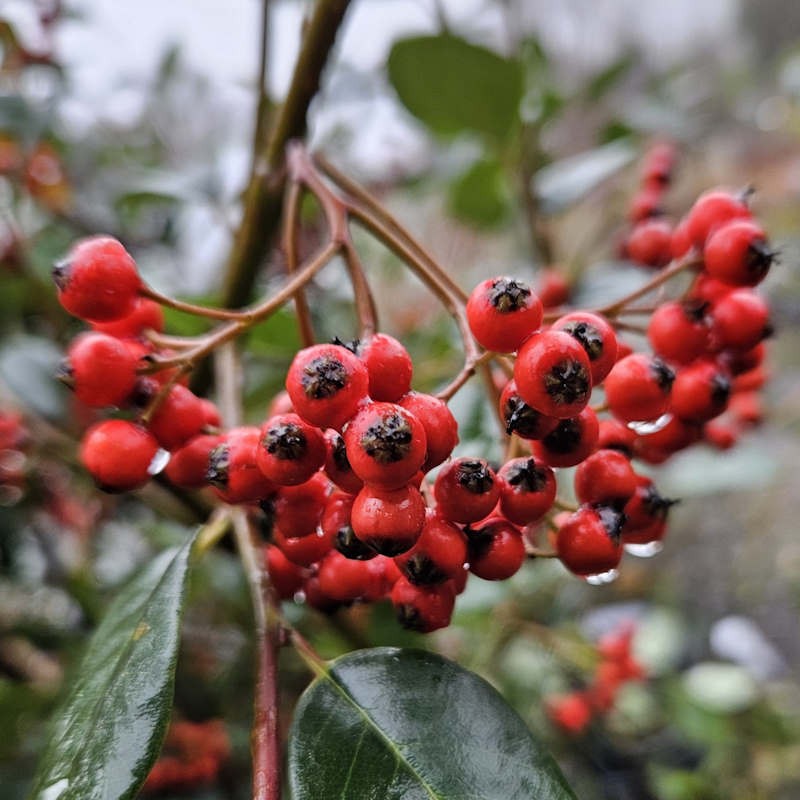 Cotoneaster glaucophyllus var meiophyllus - berries in late autumn