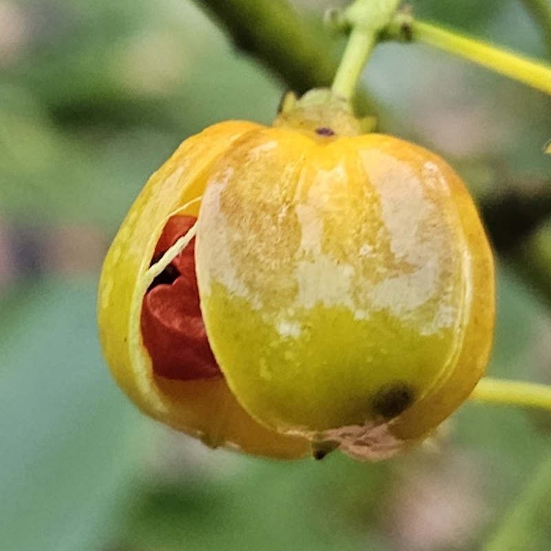 Euonymus wilsonii - fruit in autumn