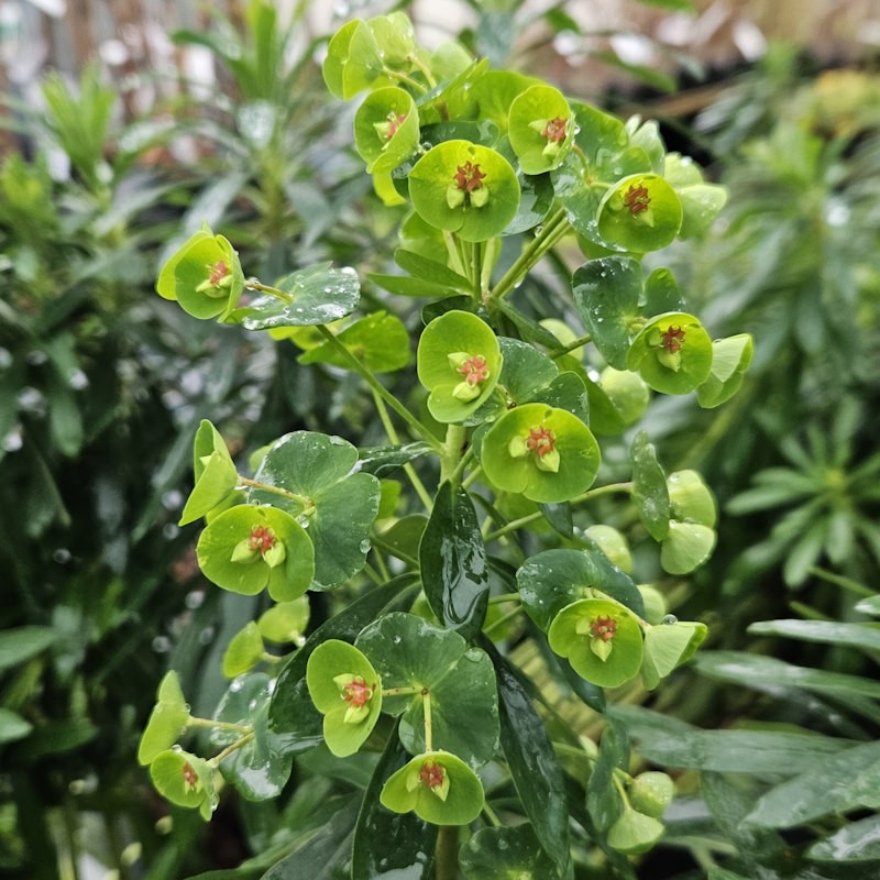 Euphorbia × martini - flowers