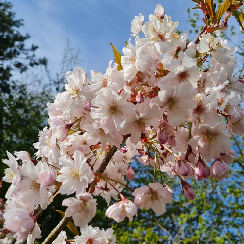 Prunus 'Horinji' - Spring flowers