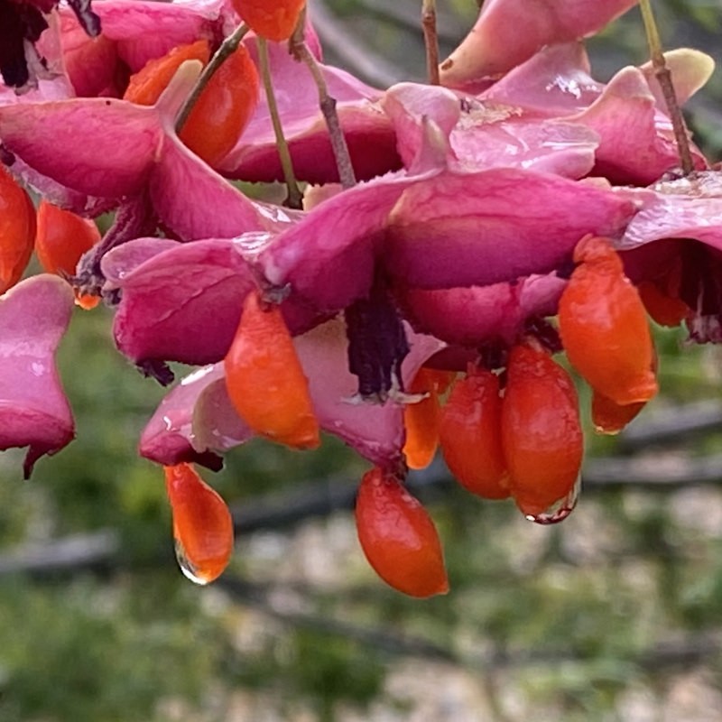 Euonymus cornutus - fruit