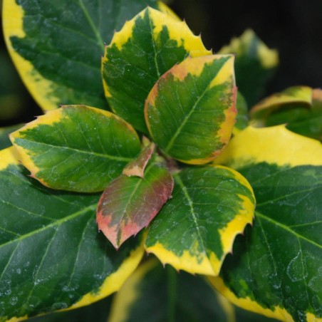 Ilex x altaclerensis 'Golden King' - variegated leaves Ilex x altaclerensis 'Golden King' - variegated leaves