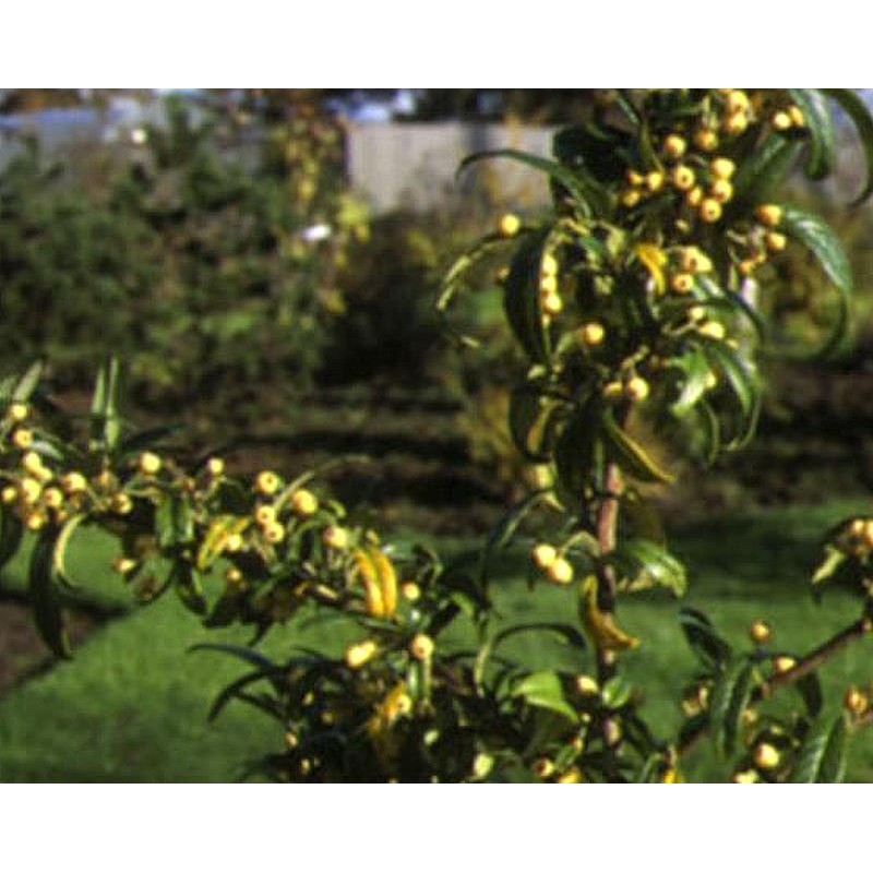 Cotoneaster salicifolius 'Rothschildianus' - berries in autumn