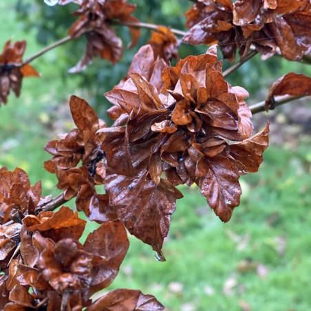 Fagus sylvatica 'Brathay Purple' - leaves in early winter Fagus sylvatica 'Brathay Purple' - leaves in early winter