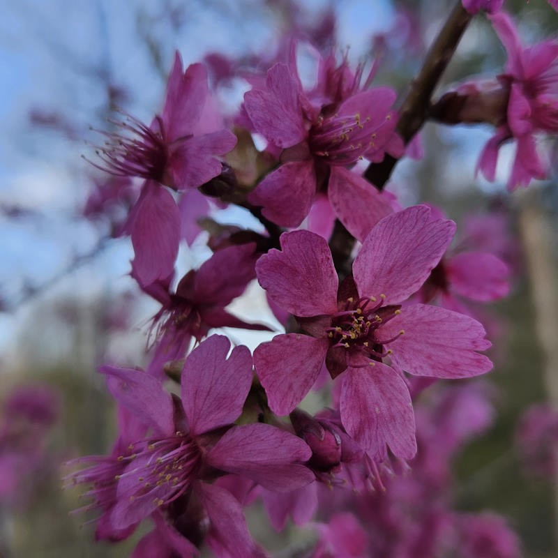Prunus 'Collingwood Ingram' - spring flowers