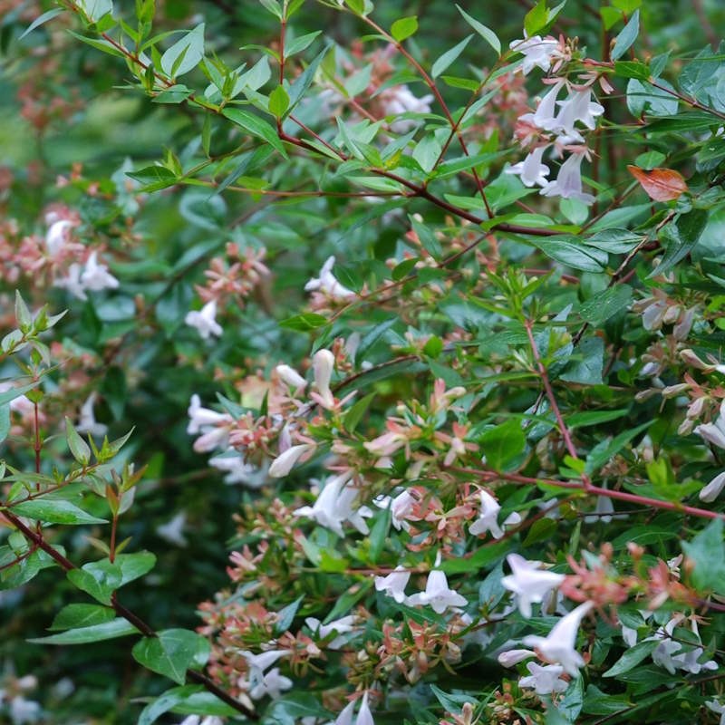Abelia x grandiflora - summer flowers