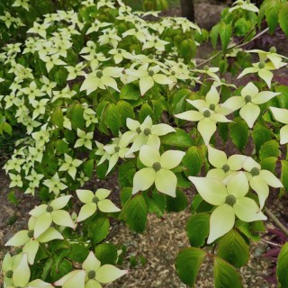 Cornus kousa 'Marwood Twilight' - summer flower bracts
