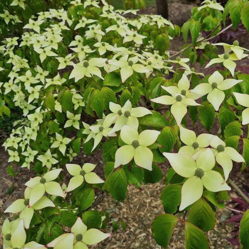 Cornus kousa 'Marwood Twilight' - summer flower bracts