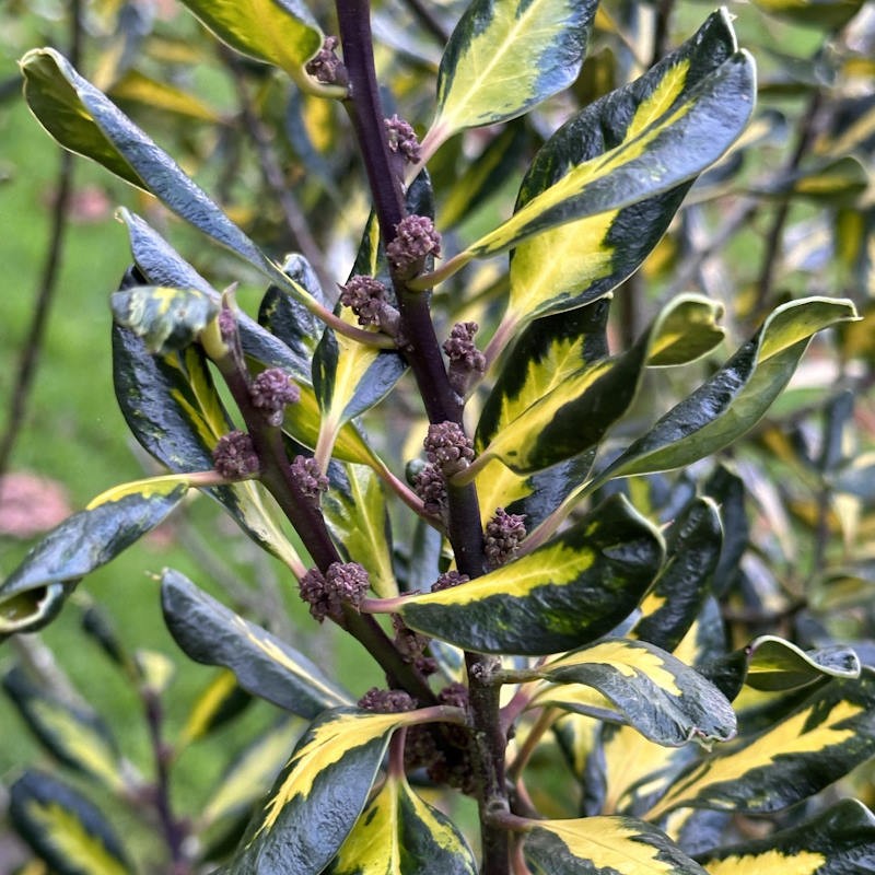 Ilex aquifolium ‘Scotica Aureomaculata’