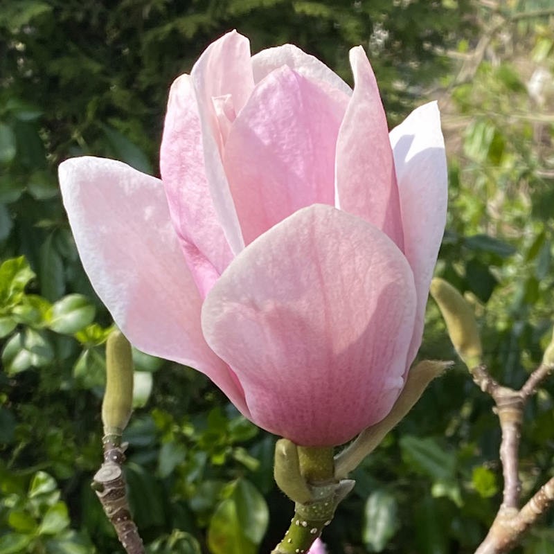 Magnolia 'Advance' - Spring flower