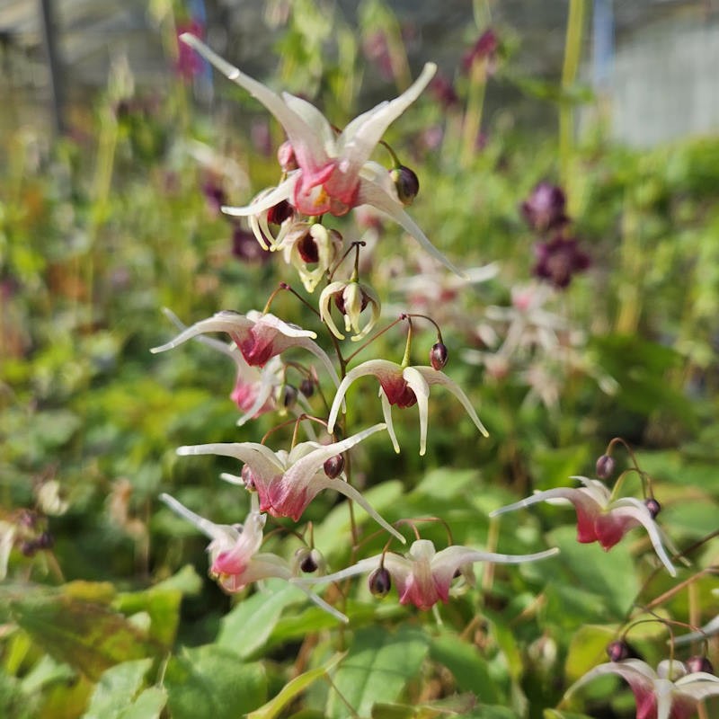 Epimedium 'Domino' - flowers in Spring