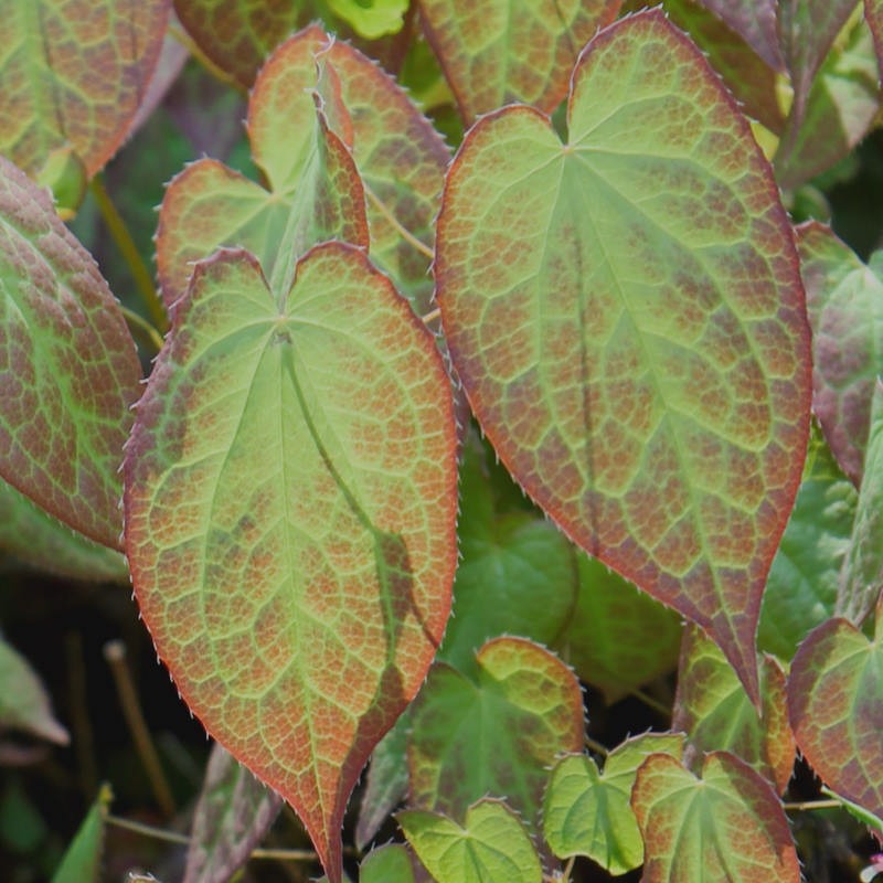 Epimedium 'Galadriel' - leaves in Spring