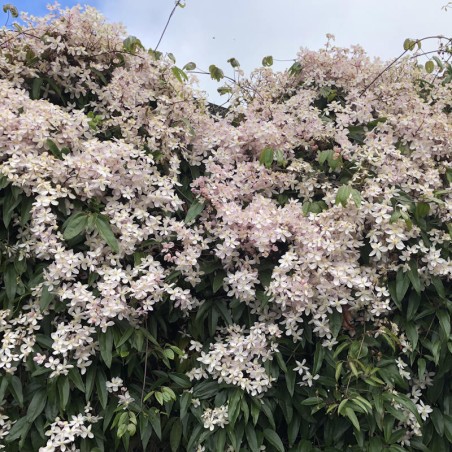 Clematis armandii 'Apple Blossom' - established plant Clematis armandii 'Apple Blossom' - established plant