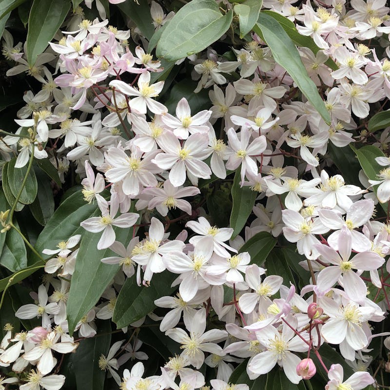 Clematis armandii 'Apple Blossom' - Spring flowers