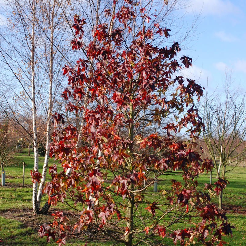 Liquidambar styraciflua