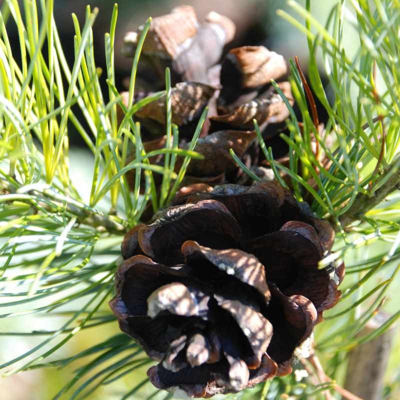 Pinus parviflora 'Blue Giant'