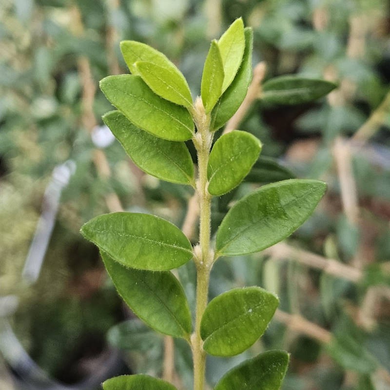 Myrceugenia ovata var. nannophylla - young leaves