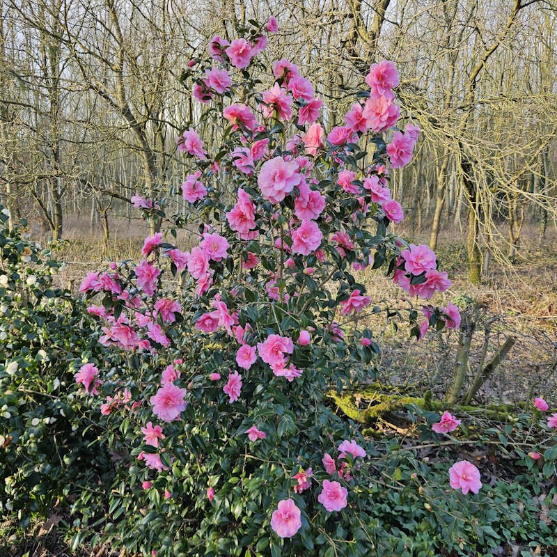 Camellia x 'Leonard Messel' - established plant flowering in Spring