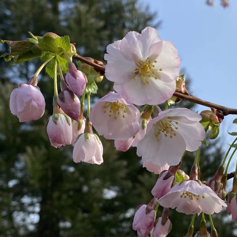Prunus x yedoensis 'Caroline' - Spring flowers