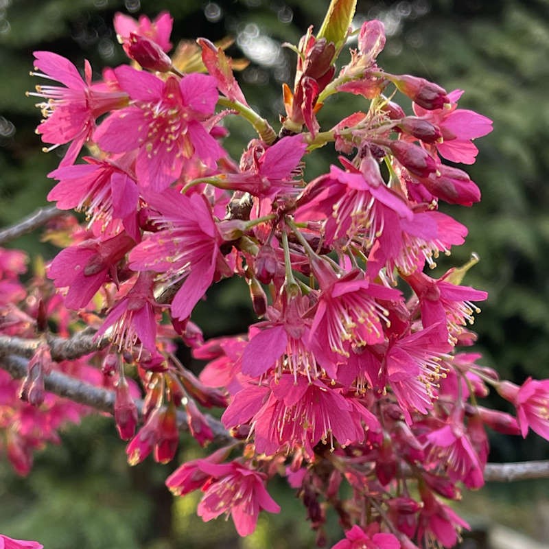 Prunus campanulata 'Felix Jury' - Spring flowers