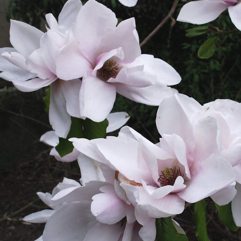 Magnolia 'Iolanthe' - flowers in Spring