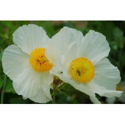 Romneya coulteri - flowers