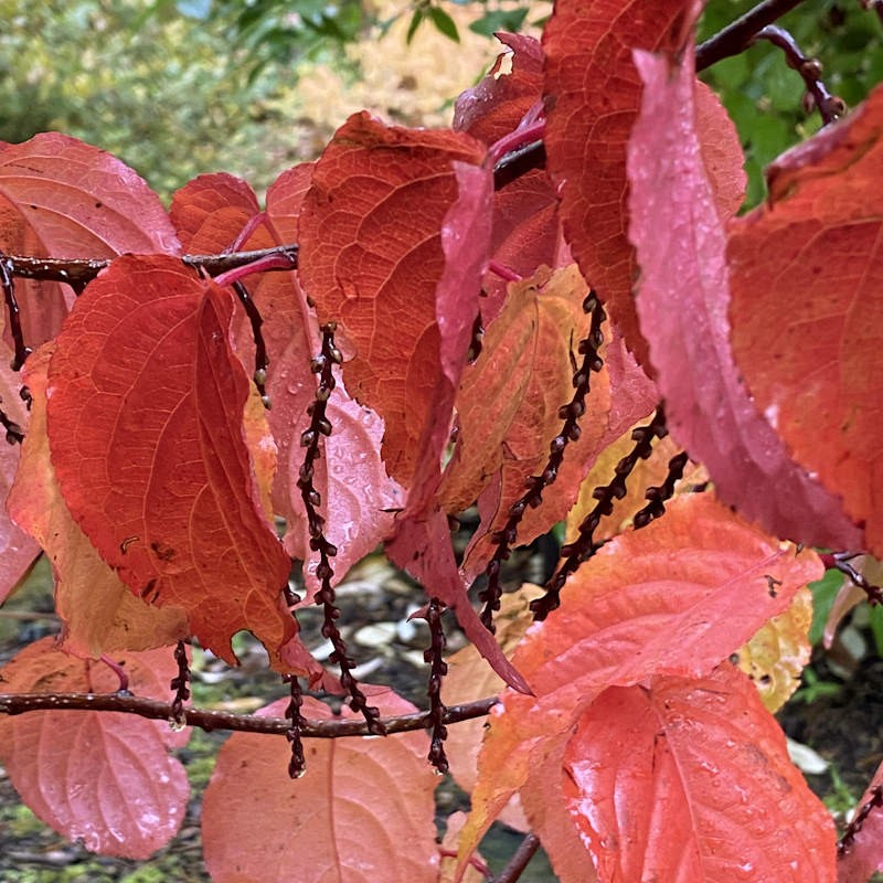 Stachyurus praecox - autumn colour