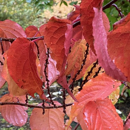 Stachyurus praecox - autumn colour
