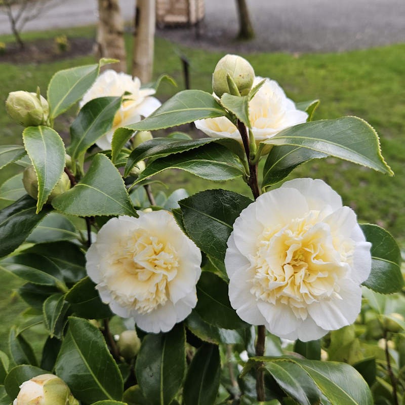 Camellia japonica 'Brushfield's Yellow' - spring flowers