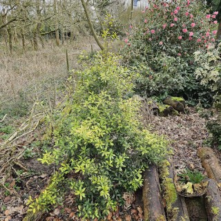 Ilex attenuata 'Sunny Foster' - established plant