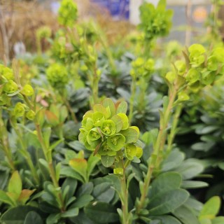Euphorbia amygdaloides var robbiae - flowers in Spring