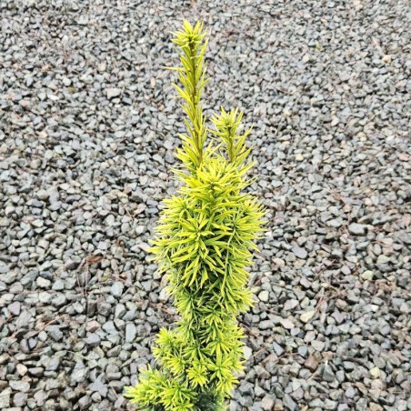 Taxus baccata 'Standishii' - golden foliage
