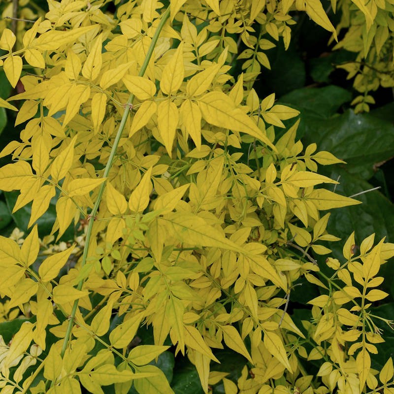 Jasminum officinale 'Fiona Sunrise' - golden-yellow summer leaves