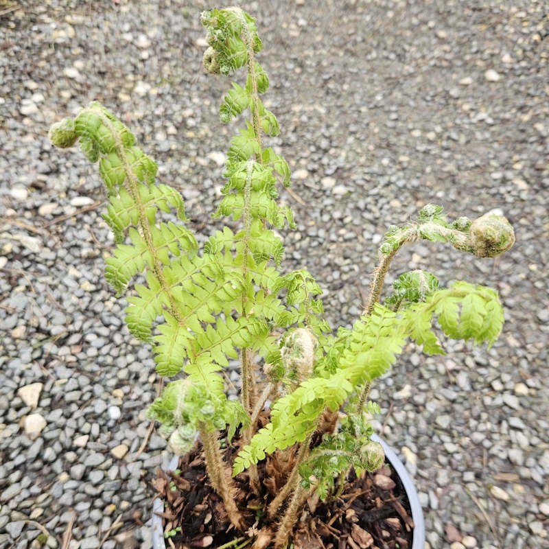 Polystichum setiferum 'Dahlem' - young fronds in April
