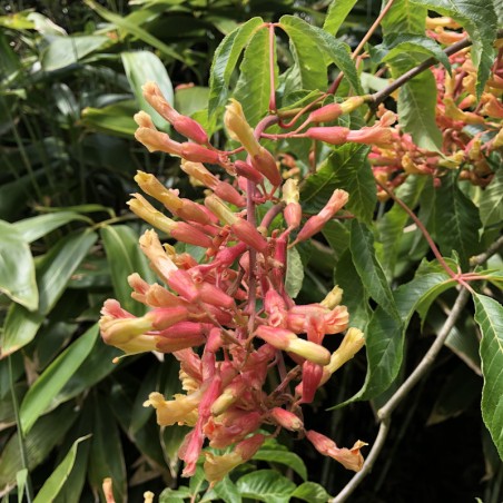 Aesculus x mutabilis 'Penduliflora' - flowers in late spring and early summer