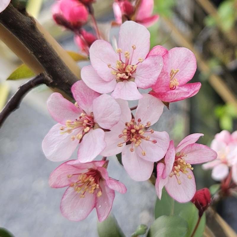 Malus 'Candymint' - Spring flowers