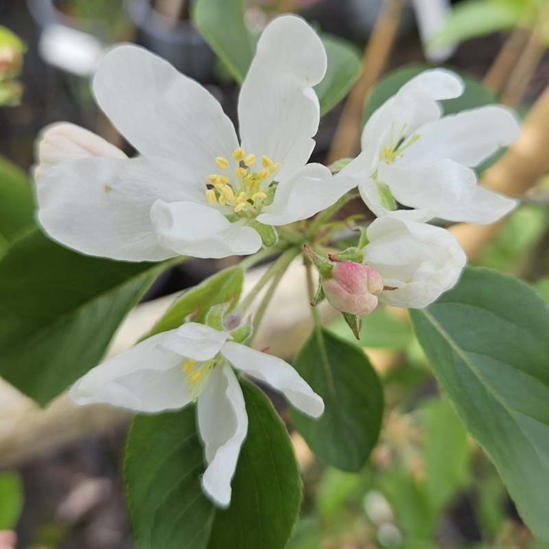 Malus 'John Downie' - Spring flowers