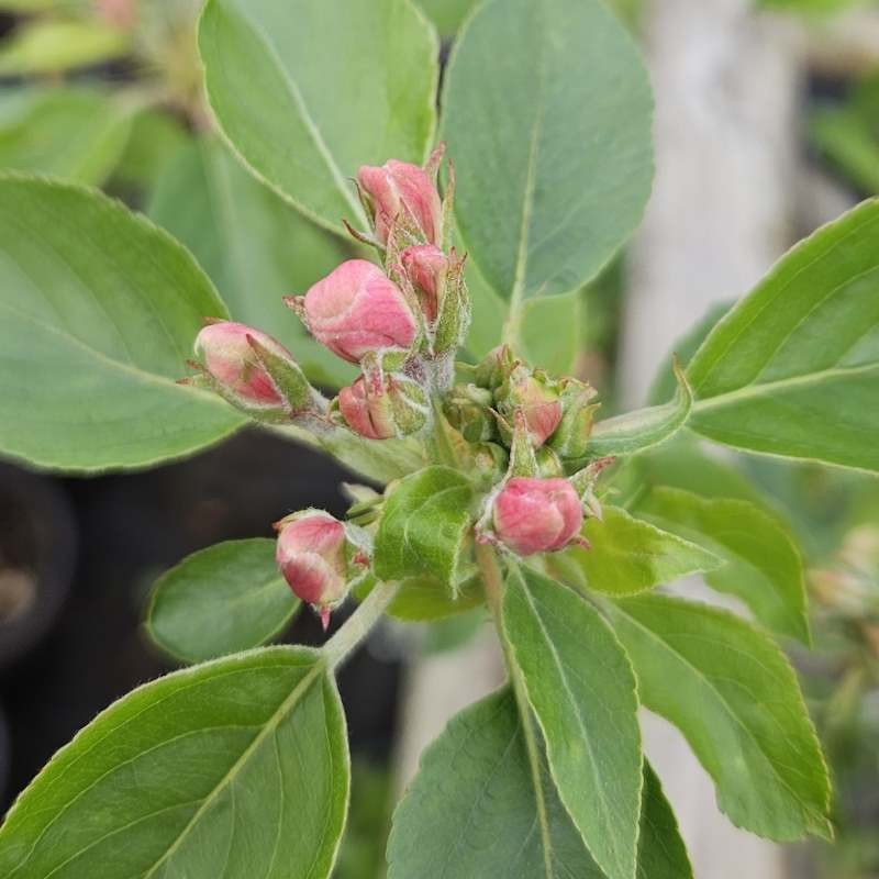 Malus 'John Downie' - flower bud