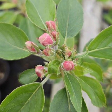 Malus 'John Downie' - flower bud Malus 'John Downie' - flower bud