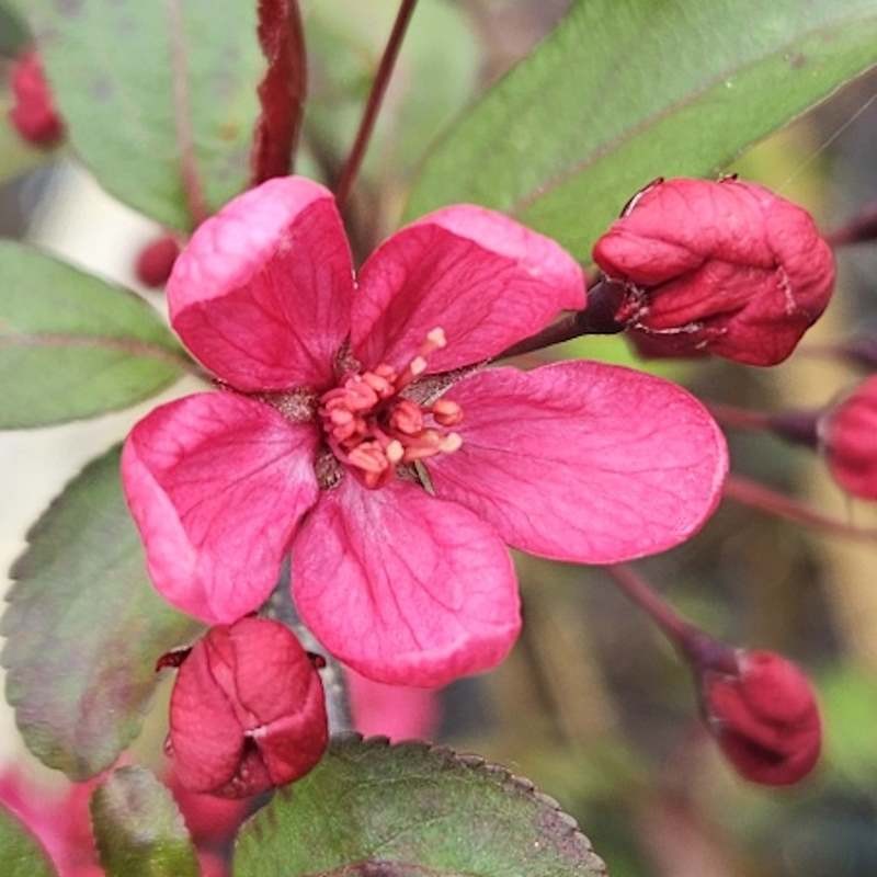 Malus 'Prairie Fire' - Spring flowers