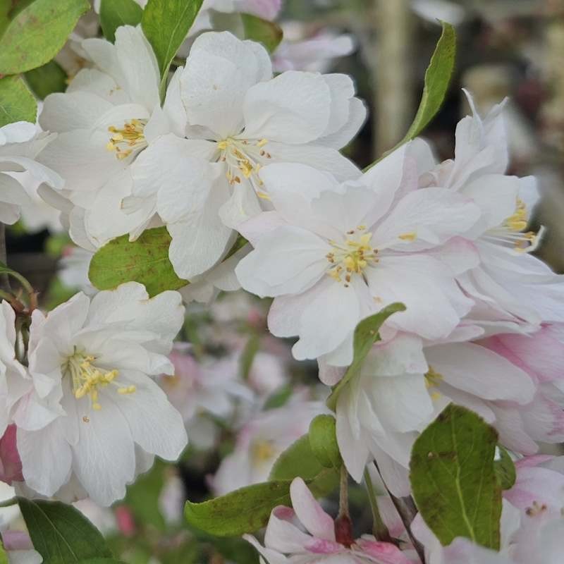 Malus 'Snowcloud' - Spring flowers