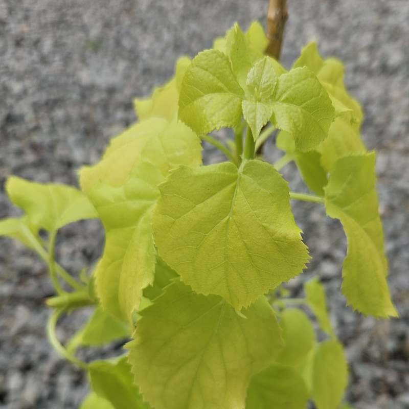 Hydrangea anomala 'Bright Side' - golden-green leaves in Spring