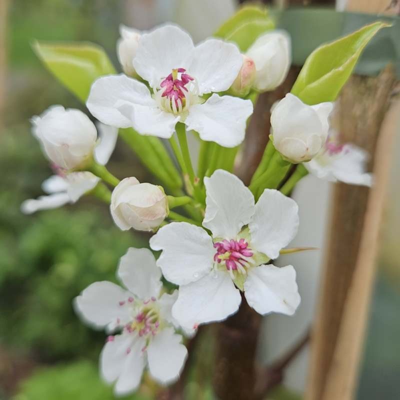 Pyrus calleryana 'Chanticleer' - spring flowers