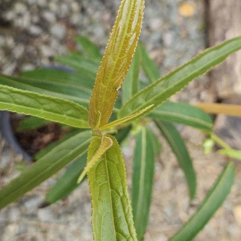 Stachyurus salicifolius 'Fairytale'