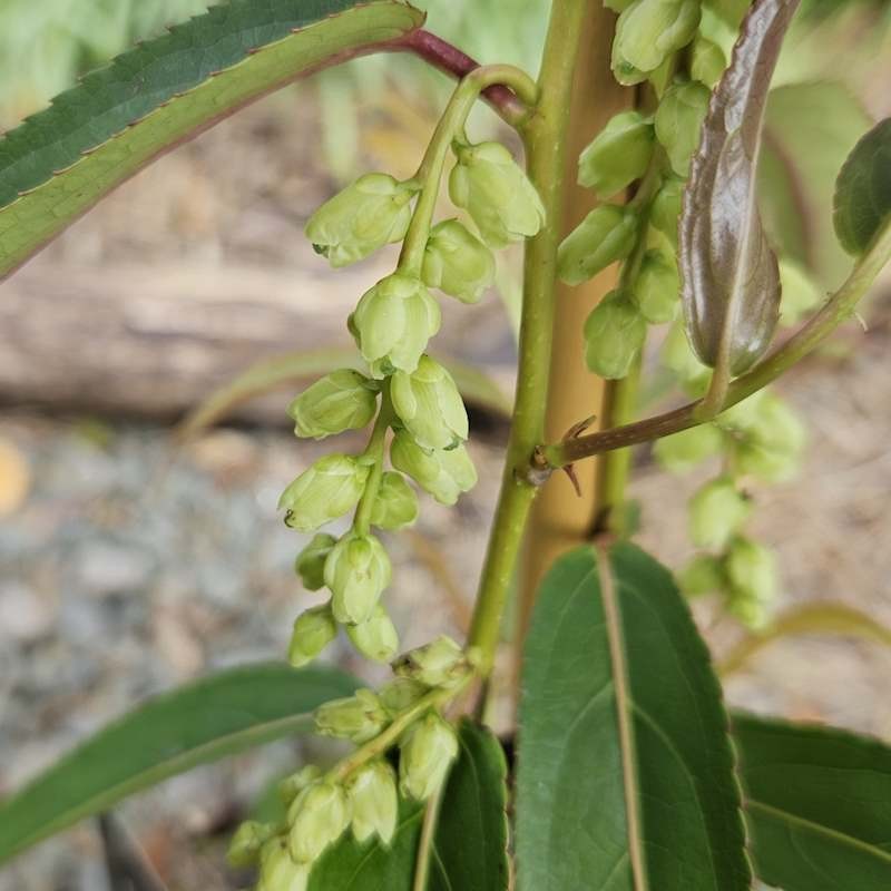 Stachyurus salicifolius 'Fairytale' - flowers