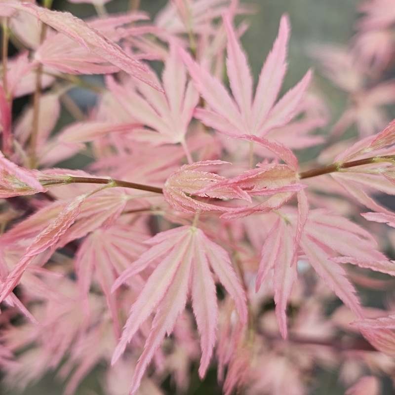 Acer palmatum 'Taylor' - spring leaves