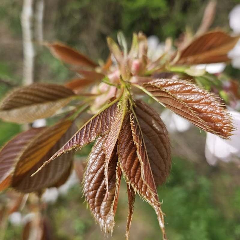 Prunus 'Matsumae-fuki' - young leaves in Spring