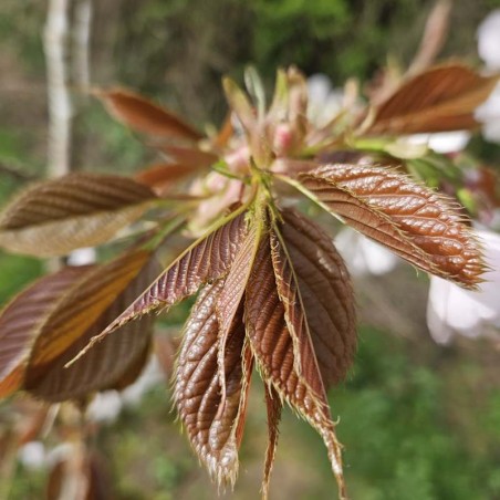 Prunus 'Matsumae-fuki' - young leaves in Spring Prunus 'Matsumae-fuki' - young leaves in Spring